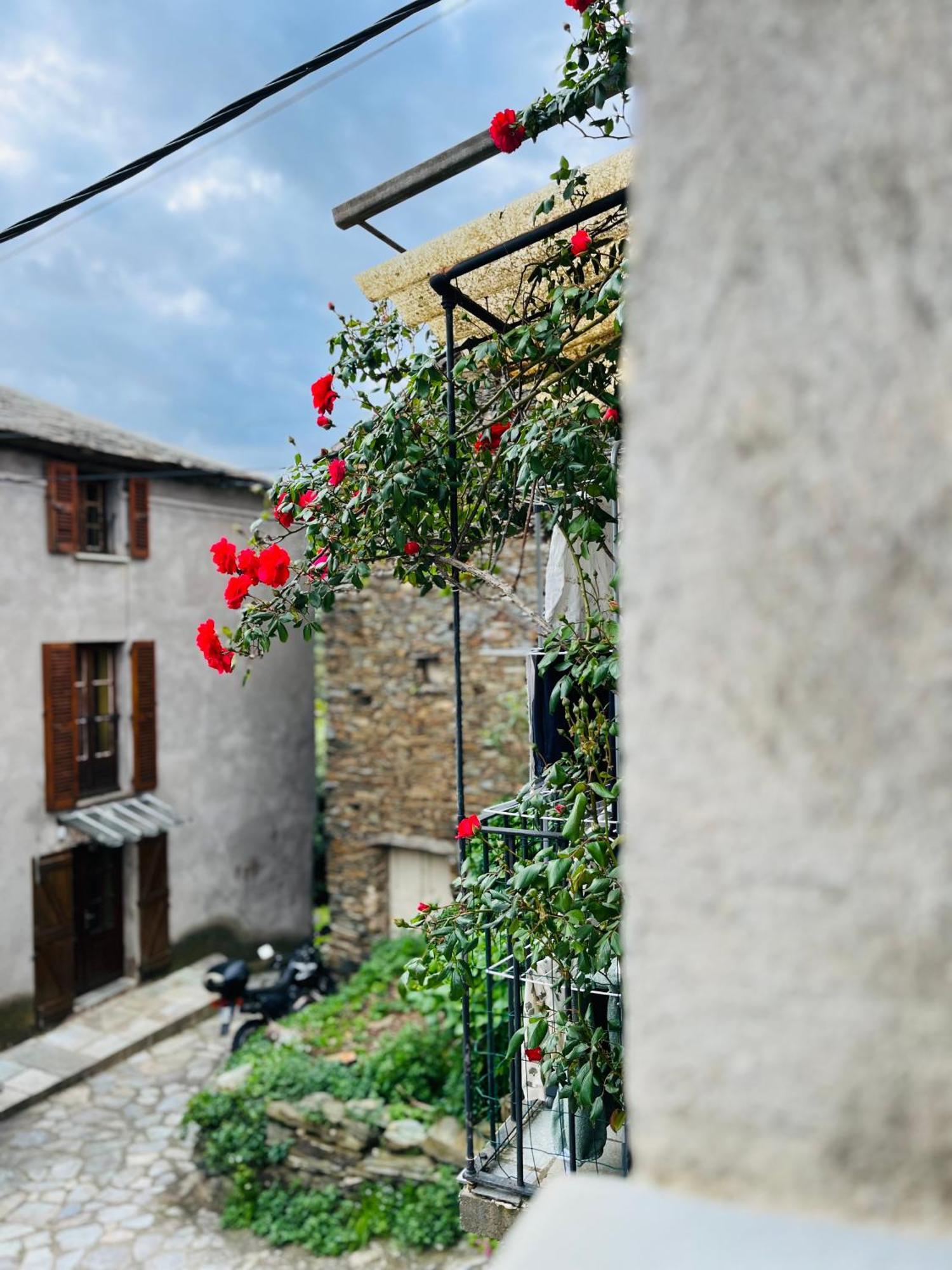 Tres Jolie Maison Aux Portes Du Cap Corse Sisco エクステリア 写真